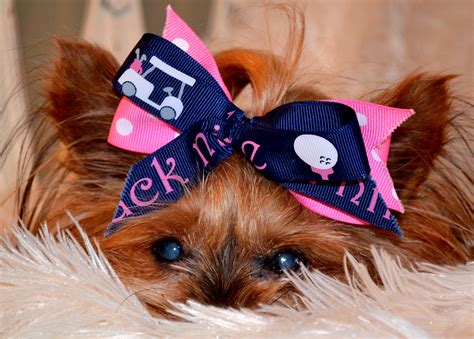 yorkshire terrier hair bows|yorkie hair bows review.